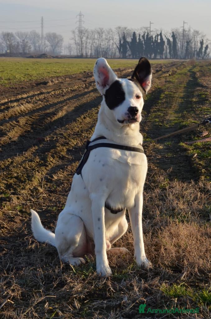 Altre razze cani CAGNOLINO DOLCISSIMO a Città metropolitana di Milano - Annuncio 1