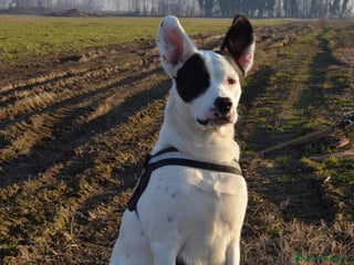 Altre razze cani CAGNOLINO DOLCISSIMO a Città metropolitana di Milano - Annuncio 1