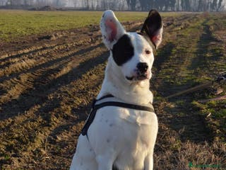 Altre razze cani CAGNOLINO DOLCISSIMO a Città metropolitana di Milano - Annuncio 33