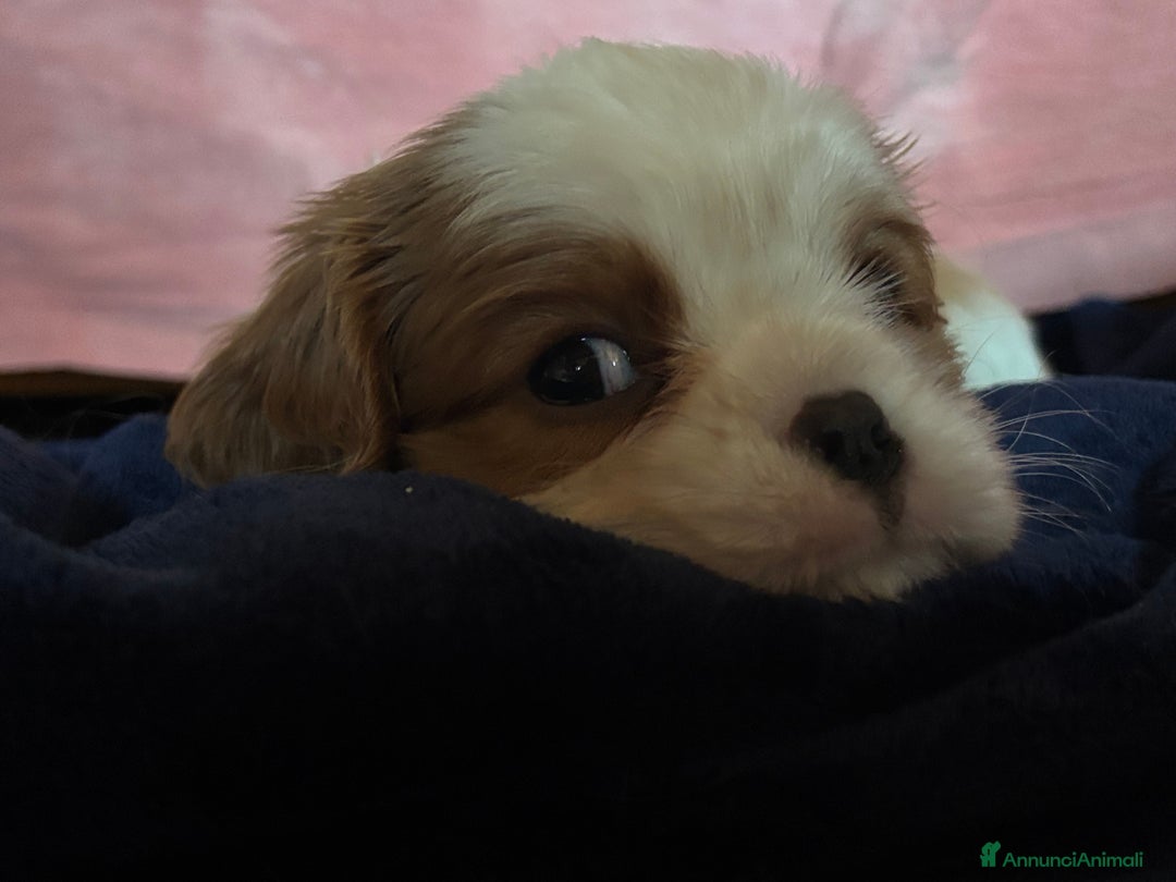 Cavalier King cani in vendita: Cuccioli di Cavalier King nati in casa ❤️ - Annuncio 13