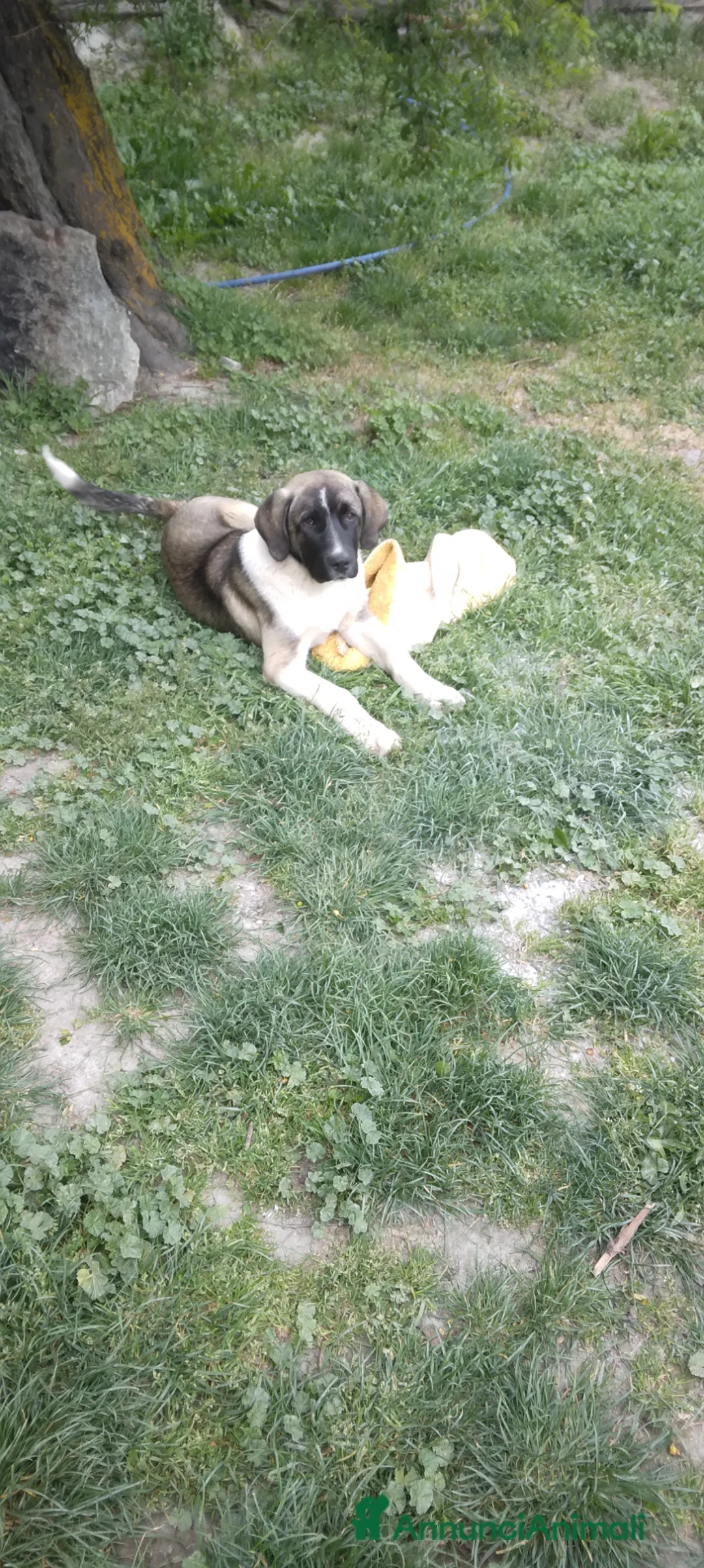 Pastore Asia Centrale cani in vendita: Cucciolo di pastore dell'Asia centrale  a Città Metropolitana di Torino - Annuncio 7
