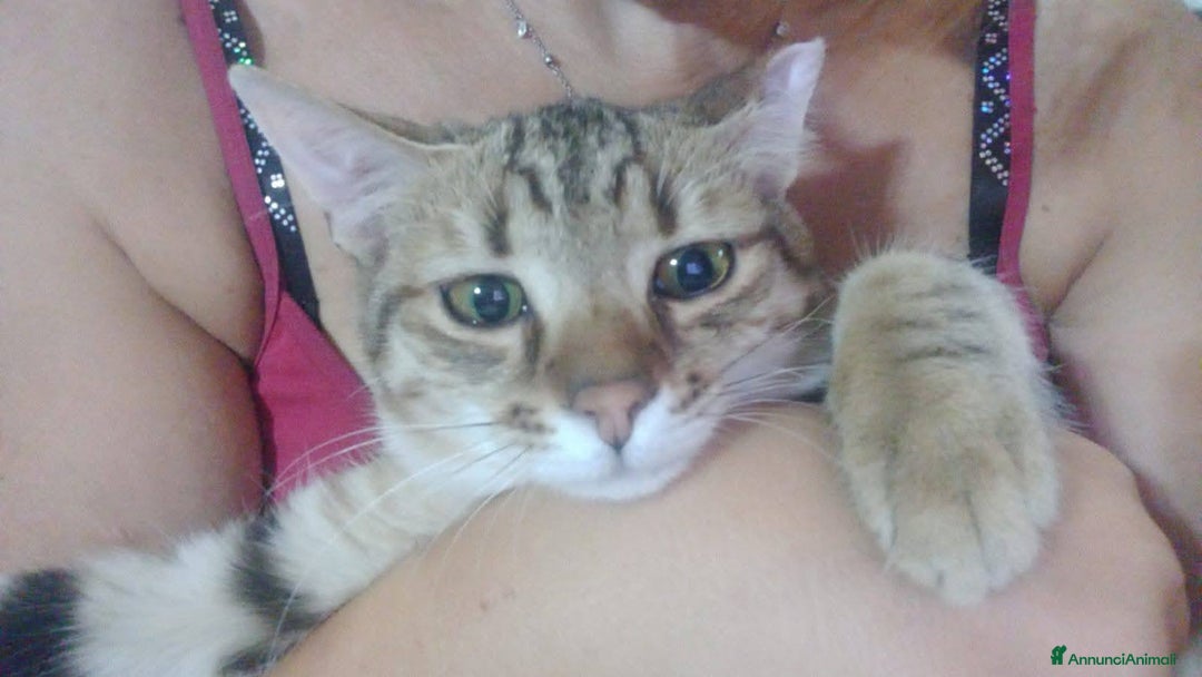 Europeo gatti in regalo: STITCH, adorabile gattino in adozione ! - Annuncio 6