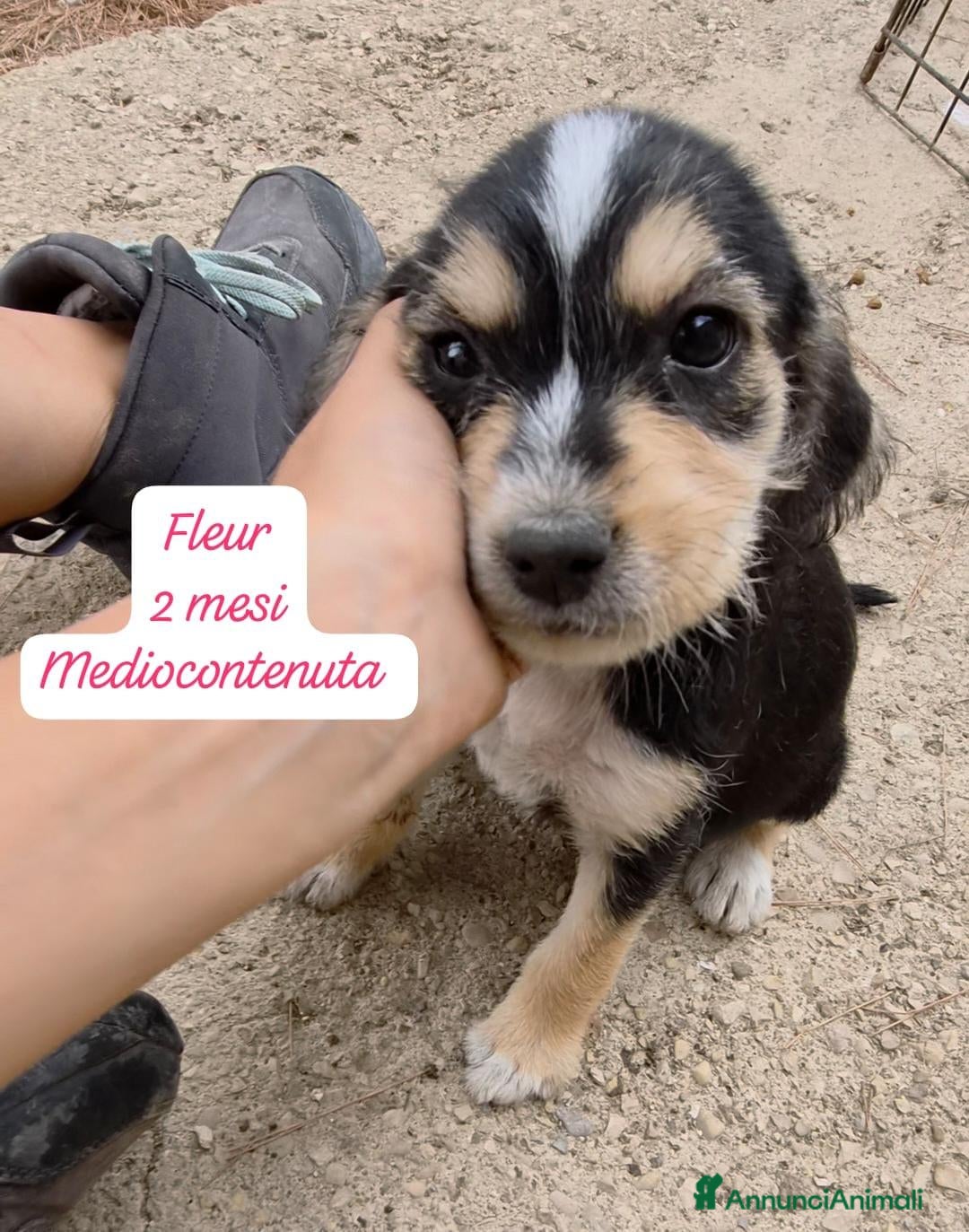 Meticcio cani Trovatelli cercano urgentemente casa  - Annuncio 3