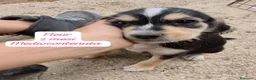 Meticcio cani in regalo: Trovatelli cercano urgentemente casa  a Provincia di Monza e della Brianza - Annuncio 1