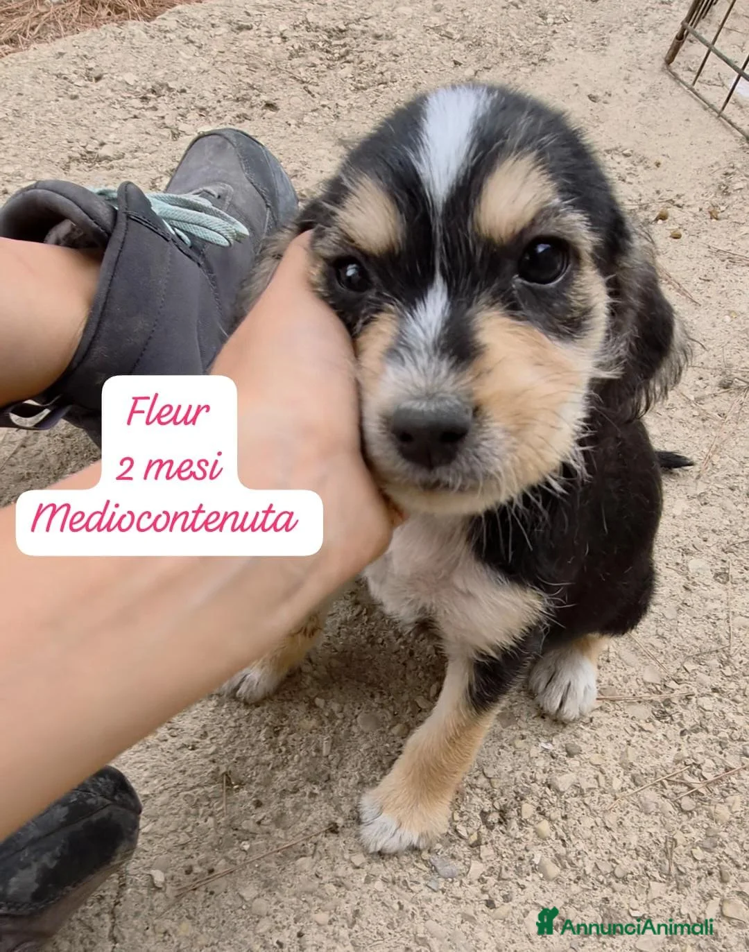 Meticcio cani in regalo: Trovatelli cercano urgentemente casa  a Provincia di Monza e della Brianza - Annuncio 1