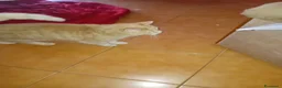 Meticcio gatti in regalo: Chicco cerca casa a Provincia di Varese - Annuncio 3