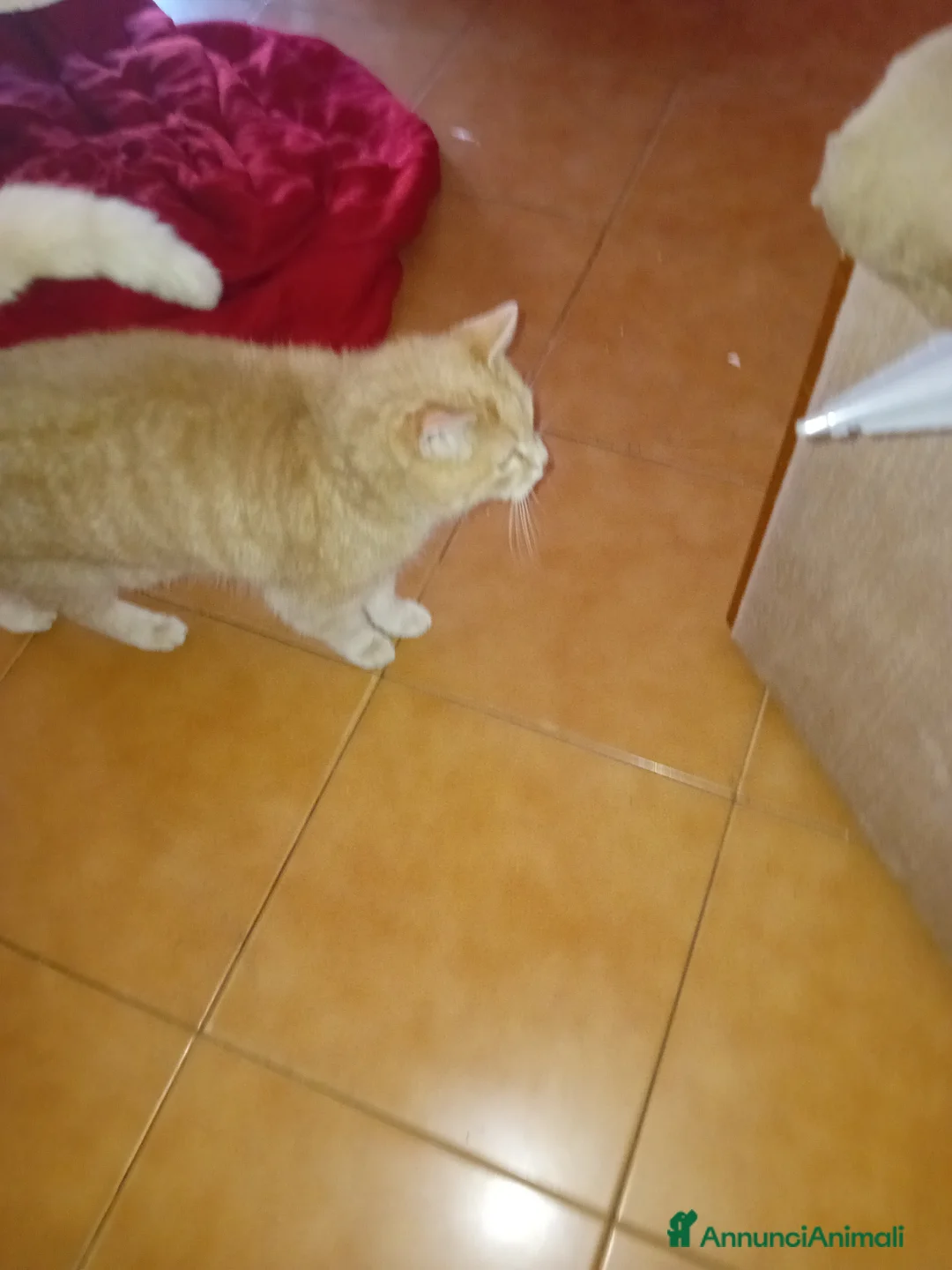 Meticcio gatti in regalo: Chicco cerca casa a Provincia di Varese - Annuncio 3
