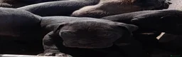 Cane Corso cani in vendita: Spettacolari cuccioli di Cane Corso  - Annuncio 7
