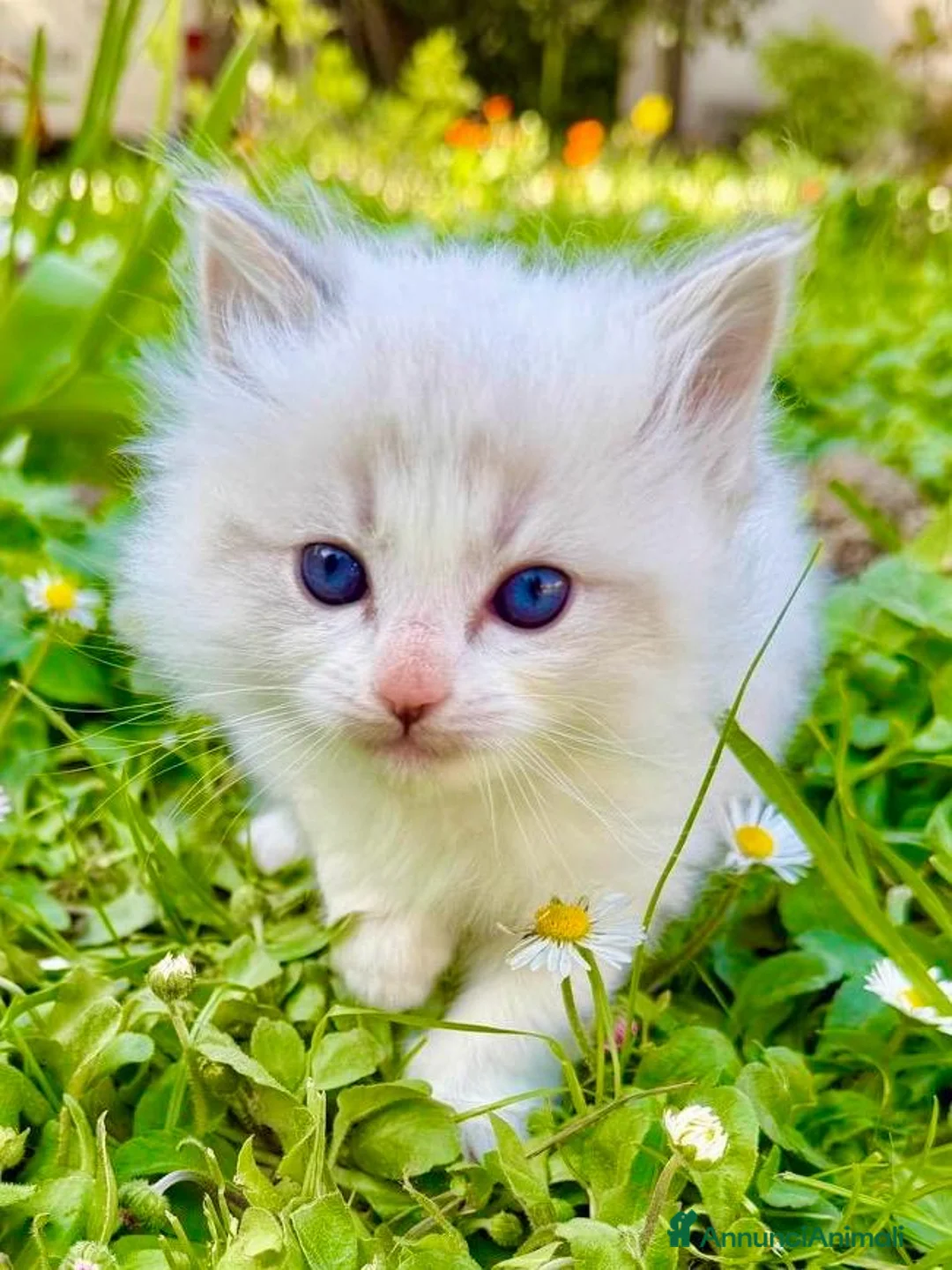Ragdoll gatti in vendita: cuccioli di ragdoll - Annuncio 2