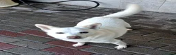 Meticcio cani in regalo: FOX CERCA CASA - Annuncio 9
