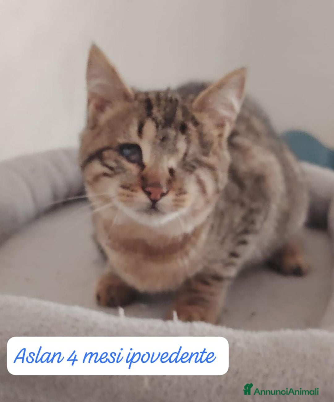 Europeo gatti in regalo: S.o.s. gattini da salvare  - Annuncio 7