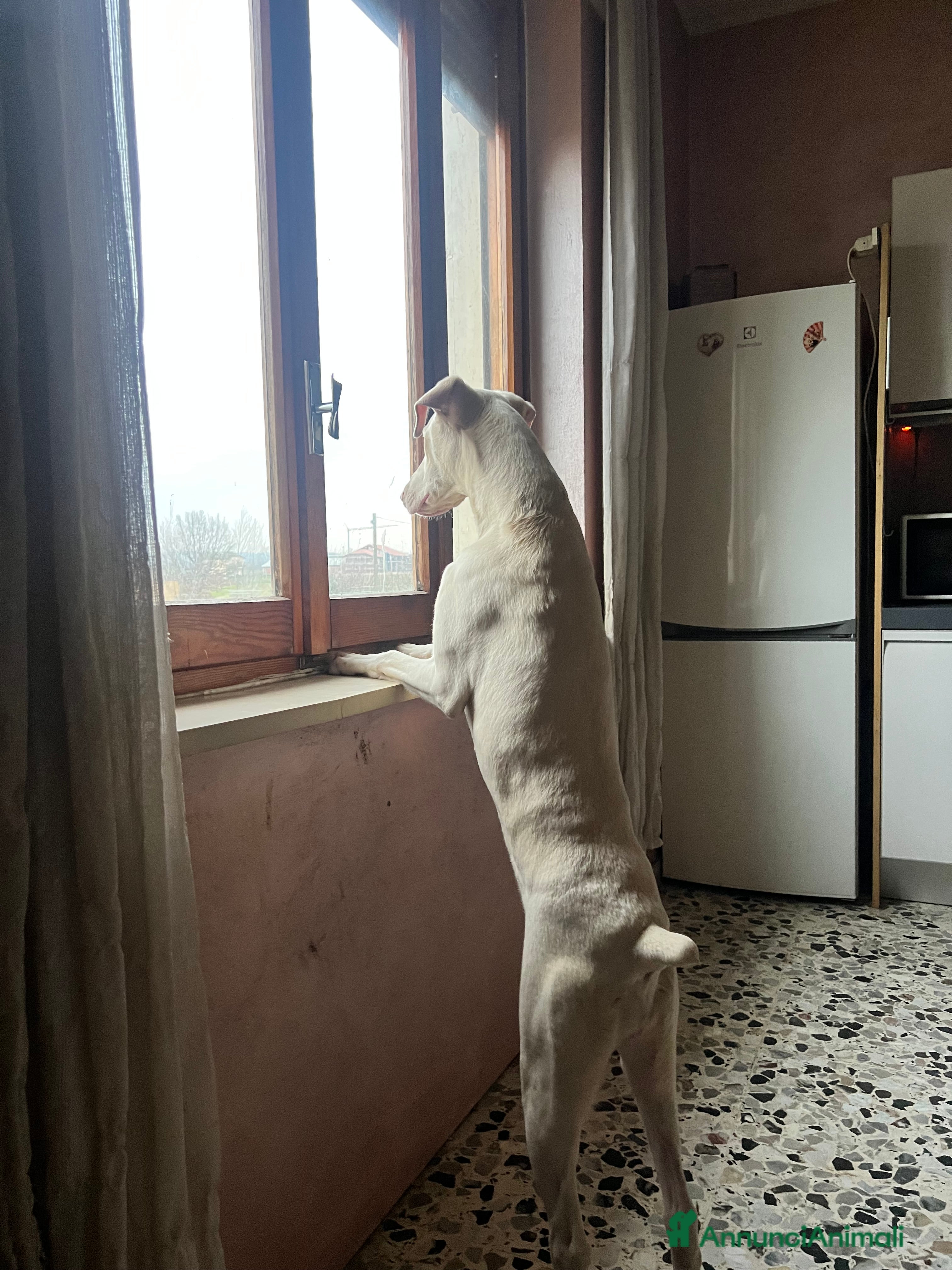 Dobermann cani Dobermann bianchi  - Annuncio 1