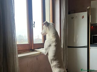 Dobermann cani Dobermann bianchi - Annuncio 1