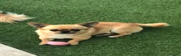 Chihuahua cani in vendita: Chihuahua pelo corto - Annuncio 7