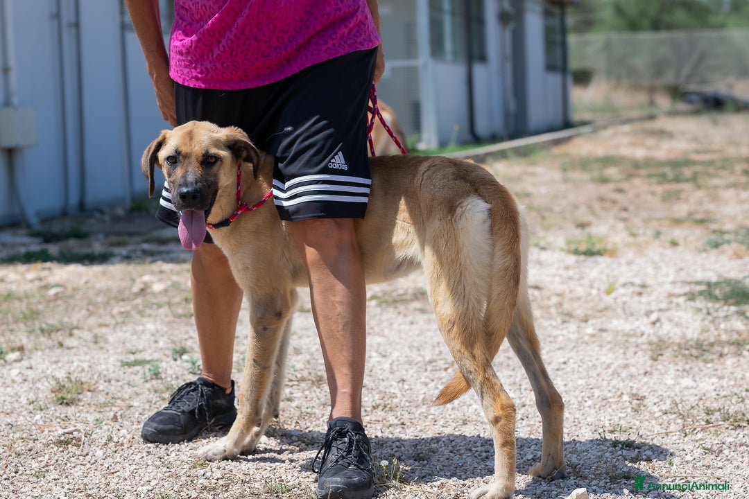 Meticcio cani in regalo: Mara Cerca Famiglia. Info Monica 3890238584 - Annuncio 13