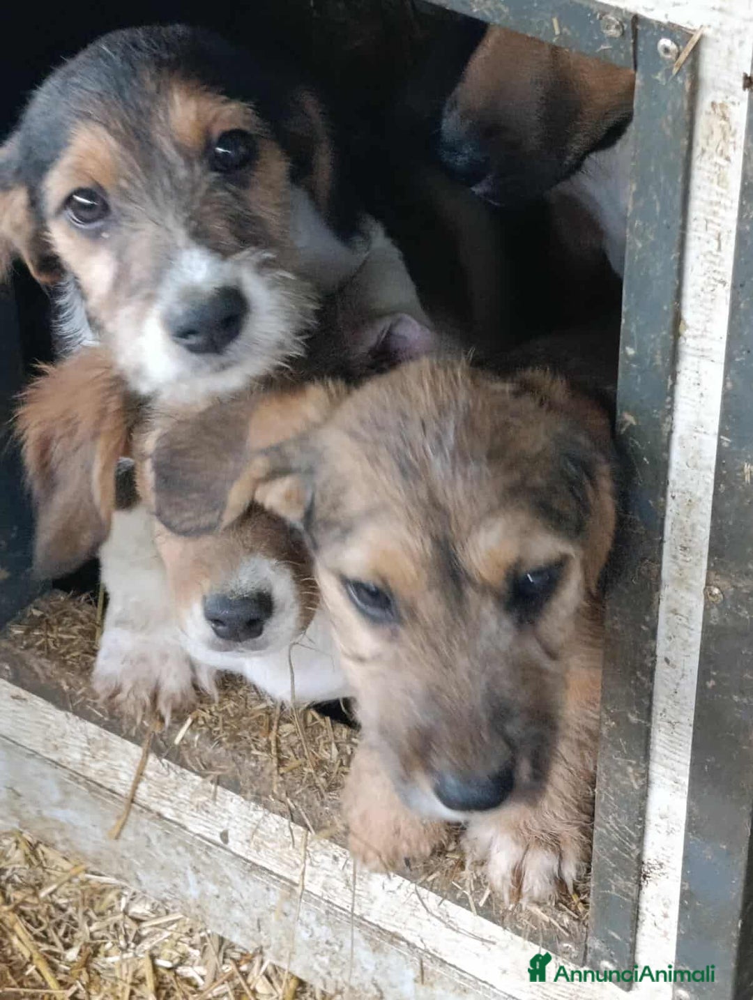 Meticcio cani in regalo: 3 CUCCIOLI ZAMPACORTA super dolci! - Annuncio 11