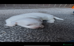 Maltese cani in vendita: Cuccioli di Maltese 100% originali – Disponibili a Città Metropolitana di Napoli - Immagine 1
