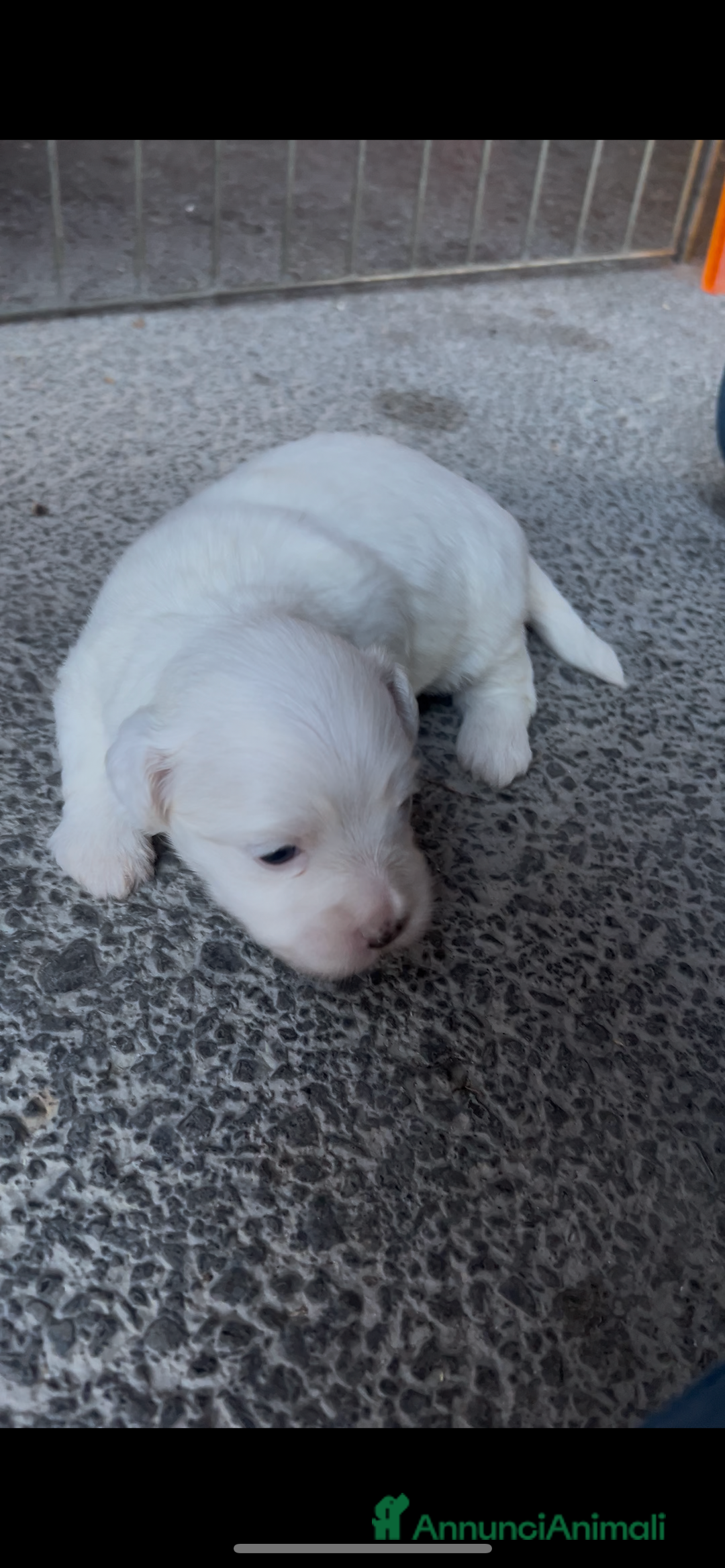 Maltese cani in vendita: Cuccioli di Maltese 100% originali – Disponibili a Città Metropolitana di Napoli - Immagine 1