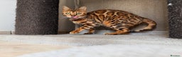 Bengala gatti in vendita: Gattina bengala brown spotted tabby  - Annuncio 4