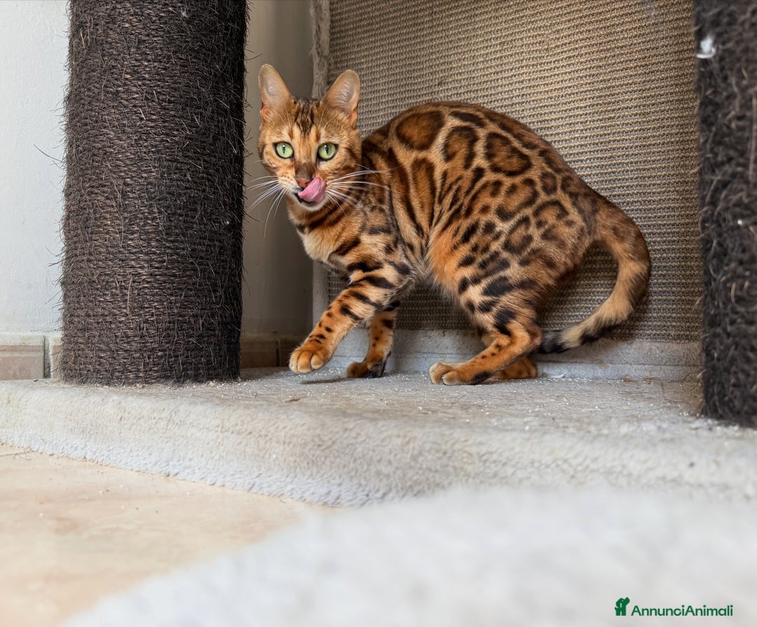 Bengala gatti in vendita: Gattina bengala brown spotted tabby  - Annuncio 4