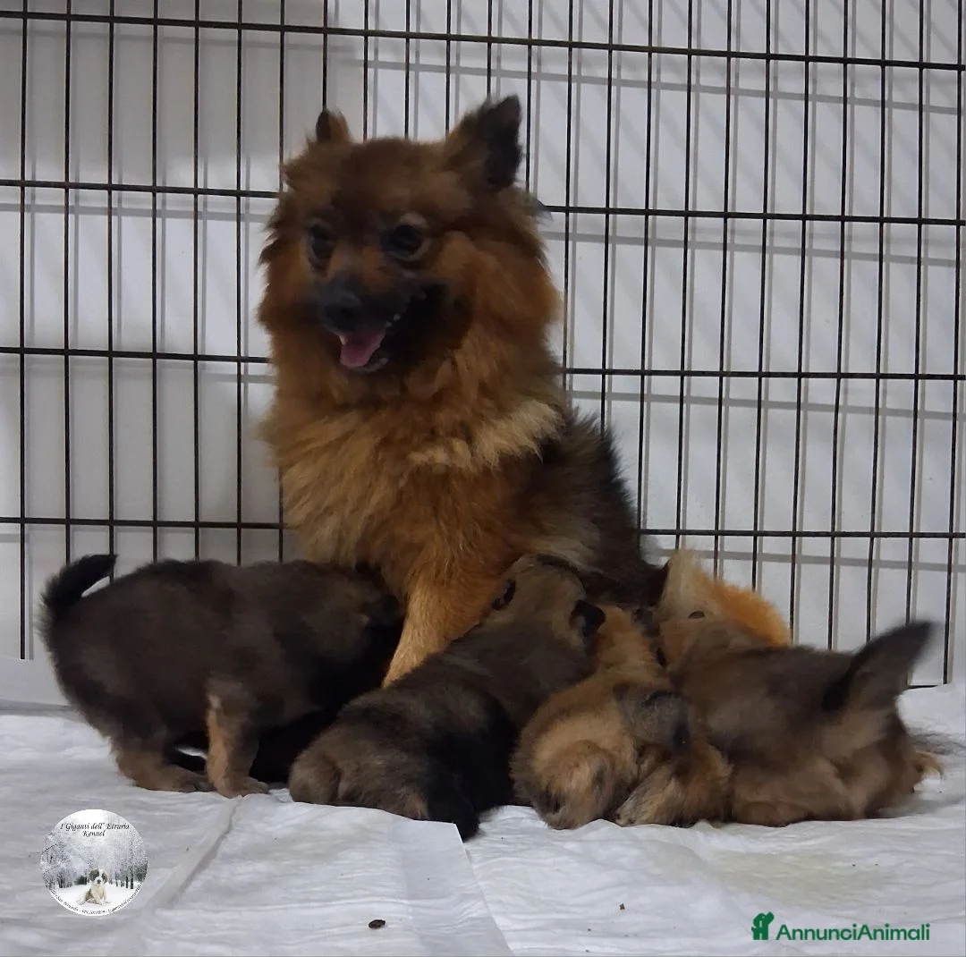 Volpino Italiano cani in vendita: Volpino italiano  - Annuncio 5