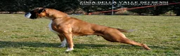 Boxer cani in vendita: BOXER CUCCIOLI VENDO-CUCCIOLI BOXER - Annuncio 17