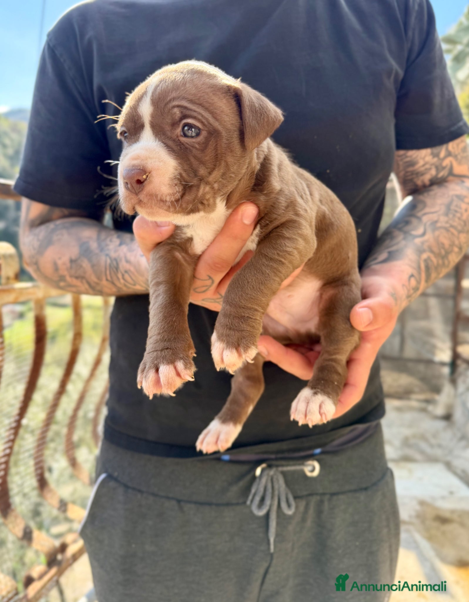 Pitbull cani pitbull ukc black nose red nose blue nose - Annuncio 36