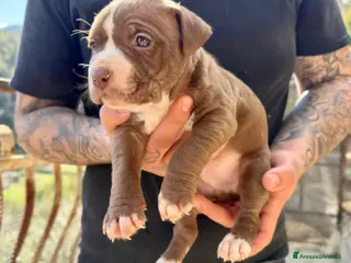 Pitbull cani pitbull ukc black nose red nose blue nose - Annuncio 36
