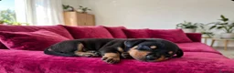Bassotto cani in vendita: Bassotto tedesco nano nero fogato - Annuncio 3