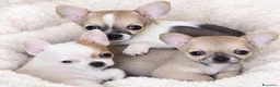 Chihuahua cani in vendita: Chihuahua Toy - Annuncio 8