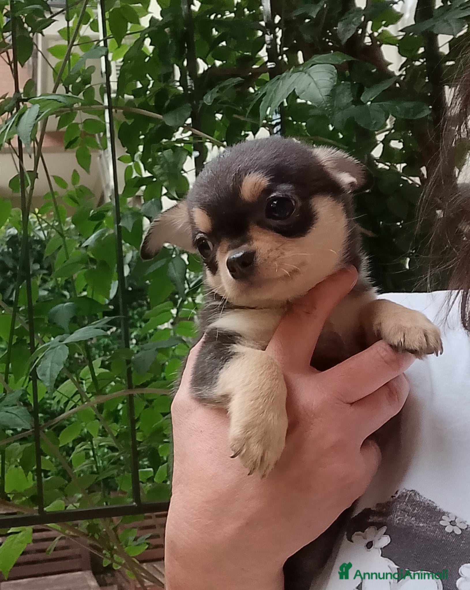 Chihuahua cani Chihuahua pedigree ENCI  - Annuncio 2