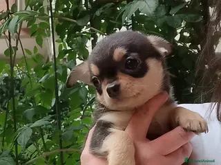 Chihuahua cani Chihuahua pedigree ENCI - Annuncio 3