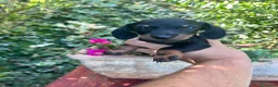 Bassotto cani in vendita: Cuccioli di bassotto  - Annuncio 3