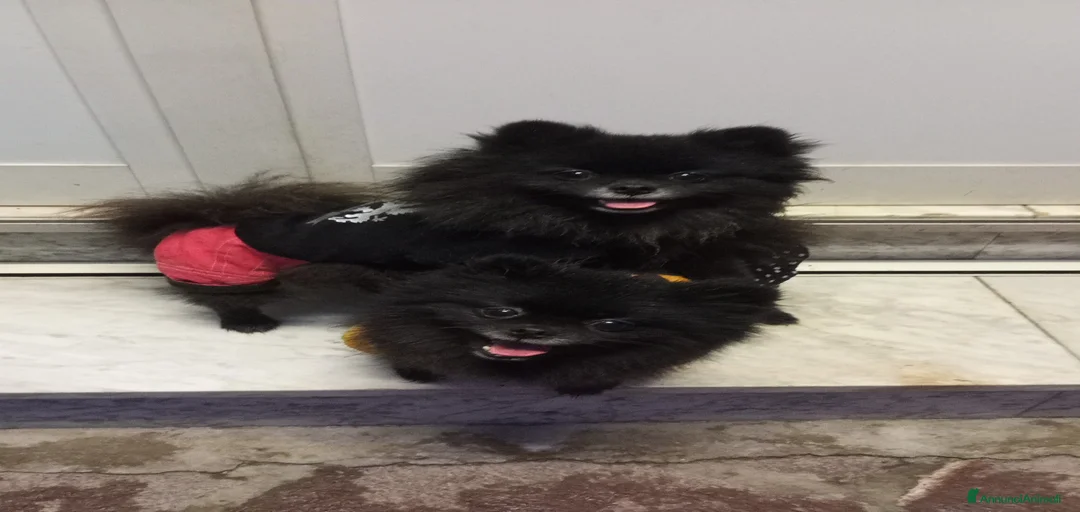 Immagine della galleria {{count}}