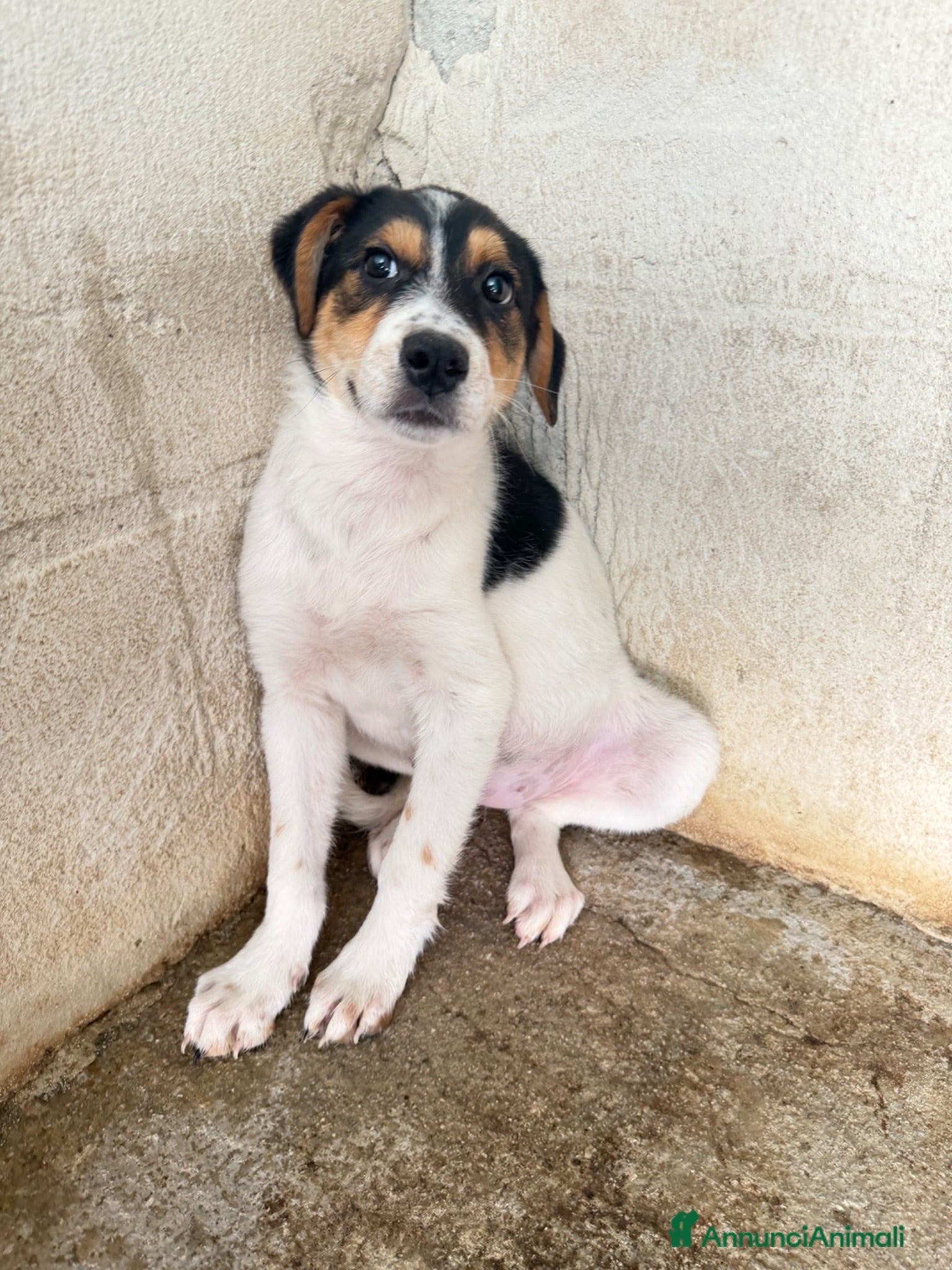 Meticcio cani Sissy - Annuncio 9