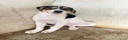 Meticcio cani in regalo: Sissy a Città Metropolitana di Firenze - Annuncio 1