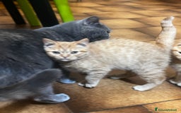 Scottish gatti in vendita: Cuccioli scottish - Immagine 3