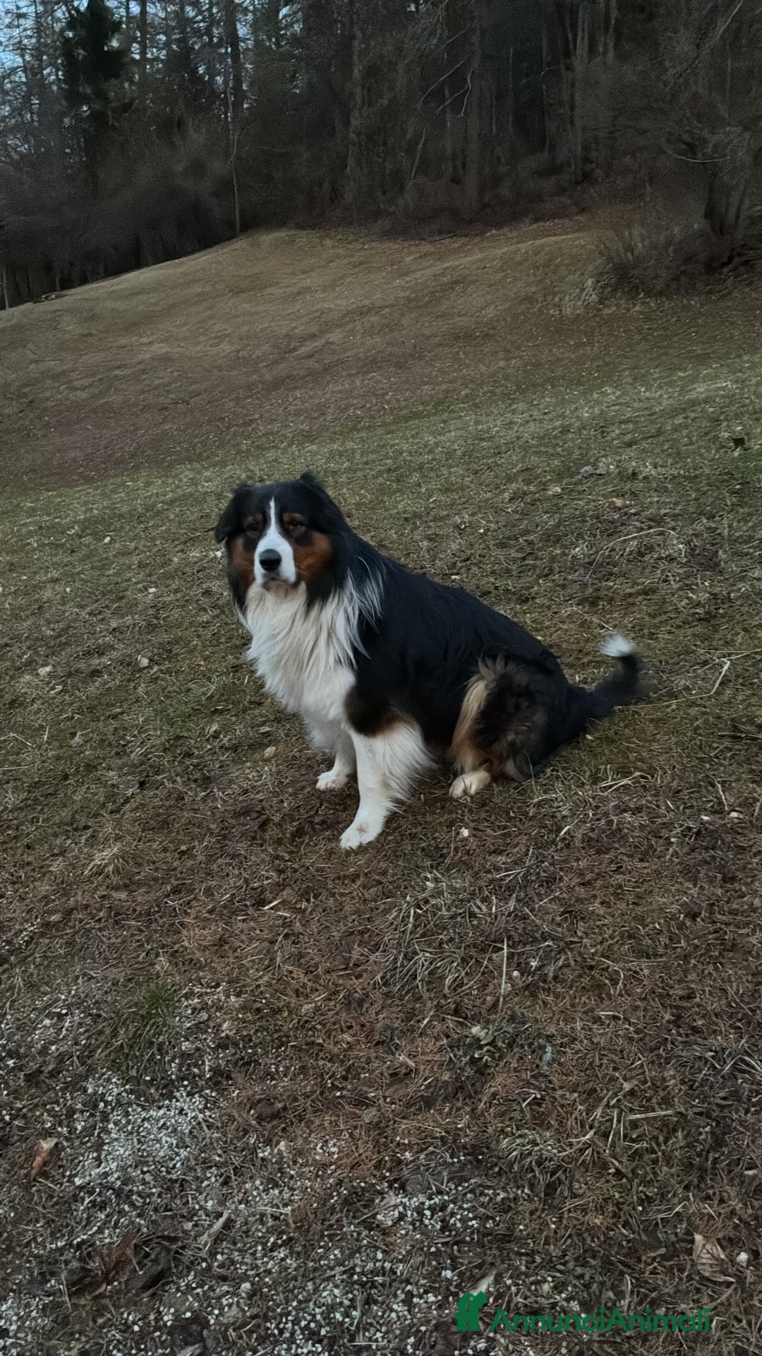 Australian Shepherd cani per accoppiamento: Disponibile per accoppiamento  - Annuncio 3