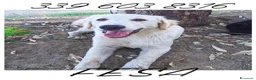 Meticcio cani in regalo: FESA 🩷 un cuore che aspetta una casa! a Provincia di Brescia - Annuncio 2