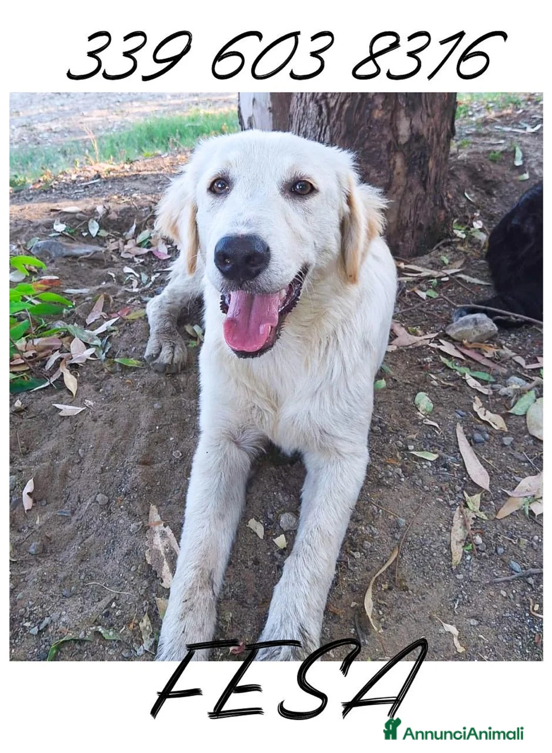Meticcio cani in regalo: FESA 🩷 un cuore che aspetta una casa! a Provincia di Brescia - Annuncio 2