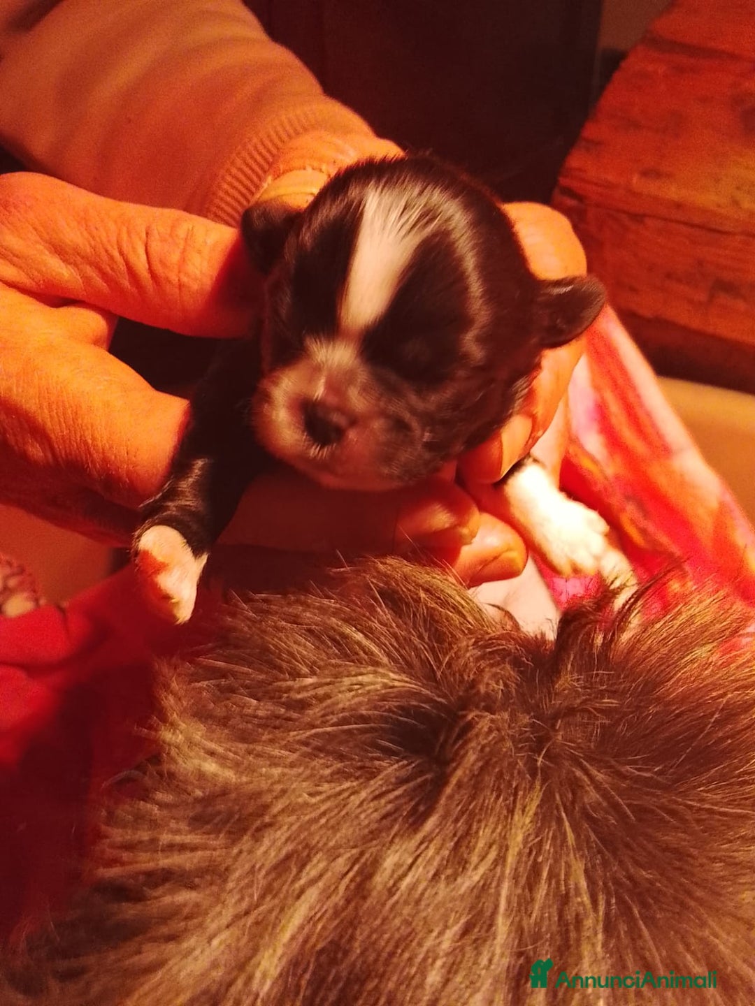 Shih Tzu cani in vendita: Splendidi cuccioli di Shitzu  - Annuncio 6