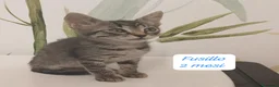 Altre razze gatti in regalo: Tanti gattini desiderosi di trovare casa  a Provincia di Bergamo - Annuncio 4