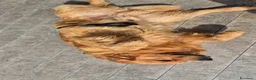 Golden Retriever cani per accoppiamento: Maschio inglese per monta - Annuncio 8