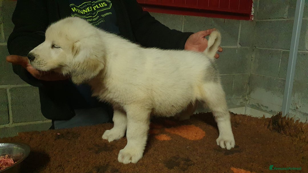 Pastore Asia Centrale cani in vendita: Cuccioli di pastore dell'Asia centrale Alabai - Annuncio 16
