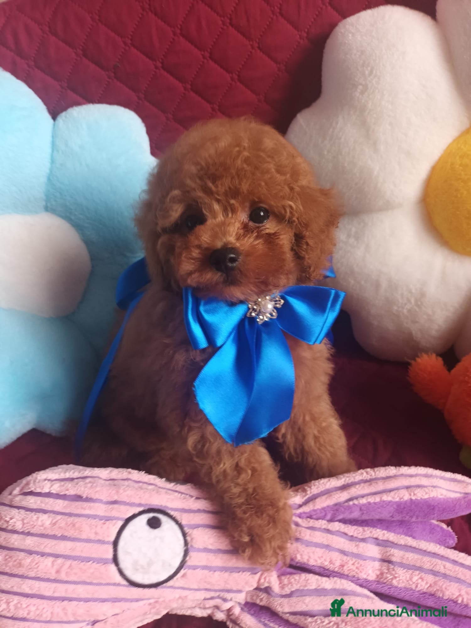 Barboncino cani Barboncino mini toy asiatico  - Annuncio 2