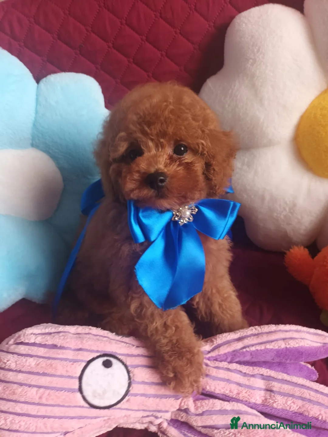 Barboncino cani in vendita: Barboncino mini toy asiatico  - Annuncio 1