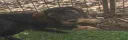 Bassotto cani in vendita: Ultime due cucciole di bassotto a pelo duro - Annuncio 7