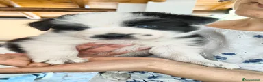 Border Collie 4