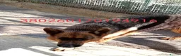 Pastore Tedesco cani in regalo: Filomena, pastore tedesco in canile - Annuncio 1