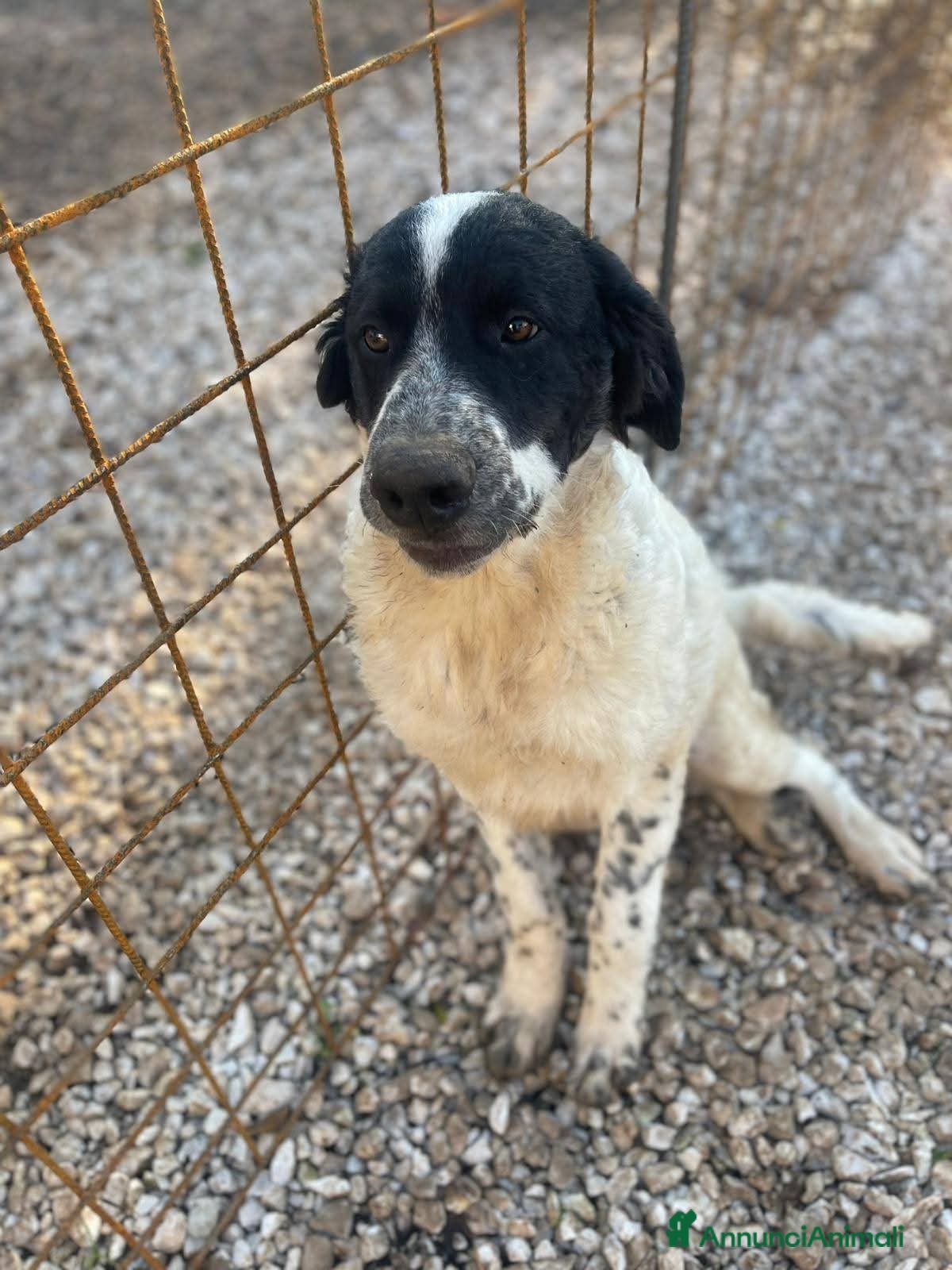 Meticcio cani Gigi, ❤ 8 mesi, bello e buono  - Annuncio 35